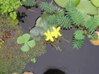 Image result for Nymphoides brevipedicellata