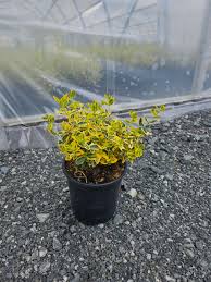 Image result for Euonymus fortunei