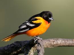 Birds That Look Like Orioles Can You Name All The Bird Species Oriole Bird Baltimore Orioles Birds Beautiful Birds