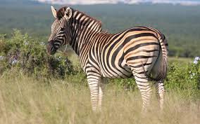 How To Say Zebra In Italian What Is The Meaning Of Zebra Ouino