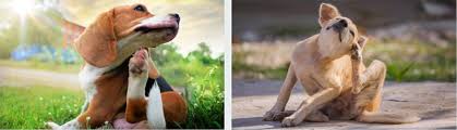 Be careful you consult to the vet that you want pulling a dog to sleep with benadryl is not euthanasia. Putting A Dog To Sleep With Benadryl Euthanize A Dog With Benadryl