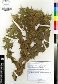 Image result for Berkheya speciosa