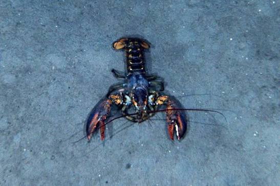 American Lobster | NOAA Fisheries