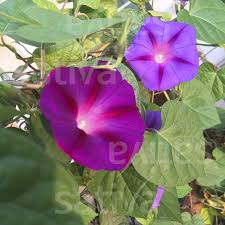 Image result for Ipomoea purpurea