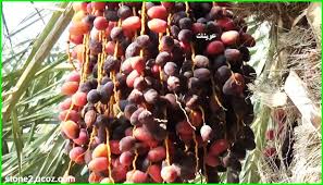 تمر عوينات قسم التمور مع الصور قسم التمور معلومات نباتية وسمكية معلوماتية Grapes Fruit Tmr