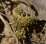 Image result for Kotschya strobilantha