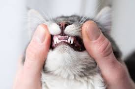 A kitten's weight may double or even triple during the first very small kittens have very small teeth and can't chew dry food well. Cat Dental Exams What You Need To Know About Cat Teeth Cleaning Daily Paws