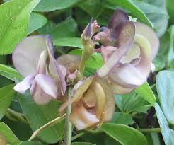 Image result for Fabaceae subfamily Papilionoideae