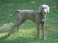 We did not find results for: Weimaraner Wikipedia