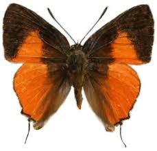 Image result for Rutidea fuscescens