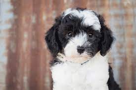 Maybe you would like to learn more about one of these? A Complete Directory Of Sheepadoodle Breeders Petdt