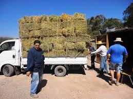 Image result for fotos de camiones cargados con alimentos para ganado
