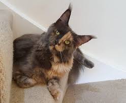 Black smoke coloring is a variation of the solid black maine coon. The Smoke Maine Coon Every Color And Pattern Pets Kb