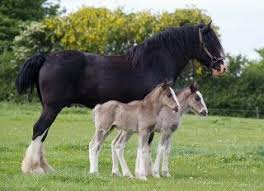 Wall Photos The Perfect Gift Two Purebred Identical Shire Fillies Lucky Lady And Lucky Lass Owned By Ja Hayvan Resimleri Sevimli Hayvan Yavrulari Hayvanlar