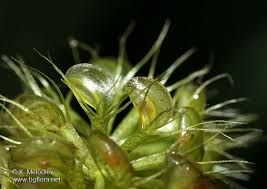Image result for Aldrovanda vesiculosa
