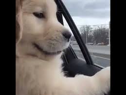 Love The View Outside The Window Tik Tok The Outsiders Tik Tok Dog Pin