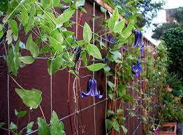 Plant database entry for clematis 'rooguchi' with 73 images, 2 comments, and 38 data details. Shrub Clematis Rooguchi Clematis Integrifolia