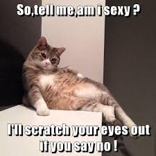So Tell Me Am I Sexy I Ll Scratch Your Eyes Out If You Say No Lolcats Lol Cat Memes Funny Cats Funny Cat Pictures With Words On