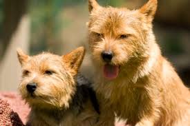 Our team of experts is here to help you choose a puppy that suits. Norwich Terrier Club Of Northern California