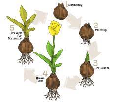 Holland Bulb Farmsgetting Started Bulb Flowers Planting Bulbs Flower Life Cycle