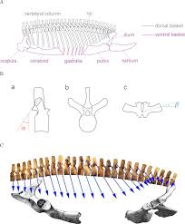 Body reconstruction and size estimation of plesiosaurs | bioRxiv