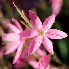 Image result for Hesperantha petitiana