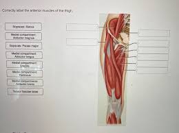 A ligament is often found in the joints of the body and are labelled diagram of human body parts see more about labelled diagram of human body parts labeled. Solved Correctly Label The Muscles Of The Leg Fibularis Chegg Com