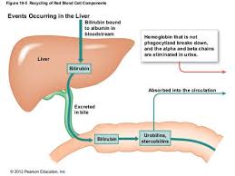 Savesave liver pathophysiology and schematic diagram for later. D3 Function Of The Liver Core Amazing World Of Science With Mr Green