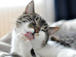 Tips and techniques to cat grooming; Cat Grooming Understanding Why Cats Groom Themselves