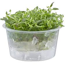 Image result for Limnophila