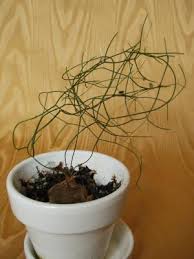 Image result for Schizobasis intricata