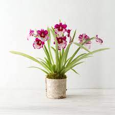Miltoniopsis Orchid Orchids Mothers Day Flowers Long Lasting Gift