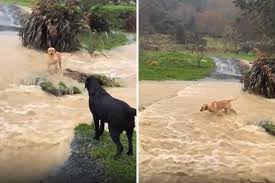Dog Trapped by Flooded Road – Labrador Leads Heartwarming 'Rescue Mission'  - Newsweek