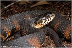 A World Of Snakes Nerodia Fasciata Non Venomous Snake Reptiles And Amphibians Reptiles