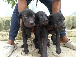 The rottweiler boxer mix has . Boerboel Rottweiler Mix Pups For Sale At Give Away Price Pets Nigeria