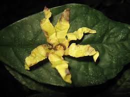 Image result for Hexalobus