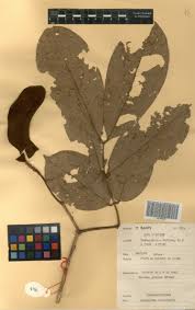 Image result for Anthonotha macrophylla