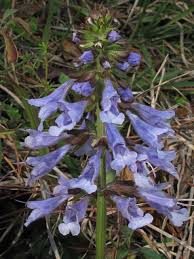 Commercially available native plant species suitable for planned landscapes in tennessee. Lyre Leaved Sage Cancer Weed Tennessee Smart Yards Native Plants