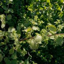 Image result for Scepocarpus