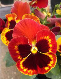 Red Pansy Pansies Flowers Tulip Flower Pictures Amazing Flowers