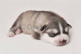 Maybe you would like to learn more about one of these? Cute Husky Puppy Dog Stock Photo Crushpixel