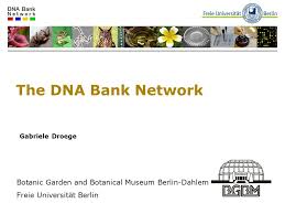 What does dna bank mean? The Dna Bank Network Gabriele Droege Botanic Garden And Botanical Museum Berlin Dahlem Freie Universitat Berlin Ppt Download