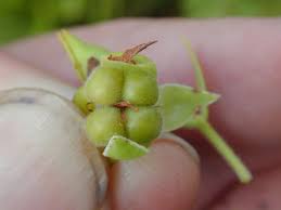 Image result for Surianaceae