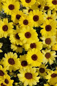 Image result for Argyranthemum