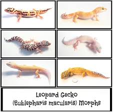 Most Popular Leopard Gecko Morphs