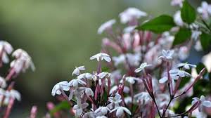 Learn how to grow jasmine plant from cuttings, jasmine sambac, mogra propagation from cuttings. Propagation Methods Of Spanish Jasmine Rayagarden