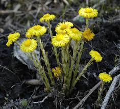 It is sometimes mistaken for dandelion , which is related and similar in general appearance but has different characteristics. Coltsfoot Organic