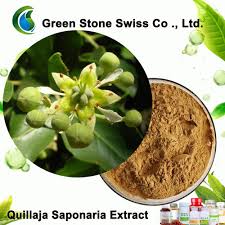 Image result for Quillaja saponaria