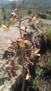 Image result for Eulophia clitellifera