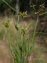 Image result for Pycreus flavescens